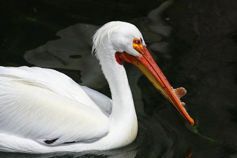 052_Fort_Worth_Zoo