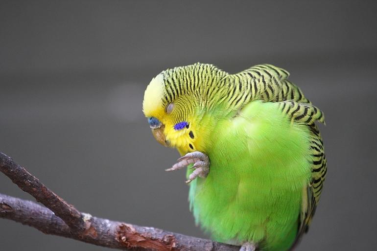 147_Fort_Worth_Zoo