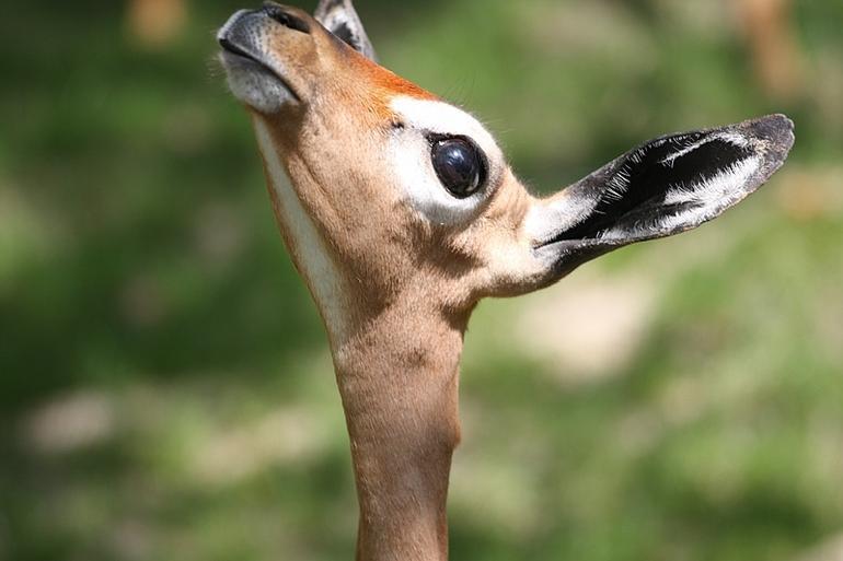 181_Fort_Worth_Zoo
