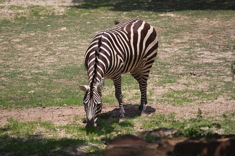 191_Fort_Worth_Zoo