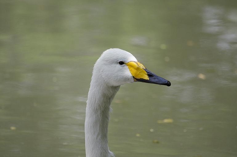 215_Fort_Worth_Zoo