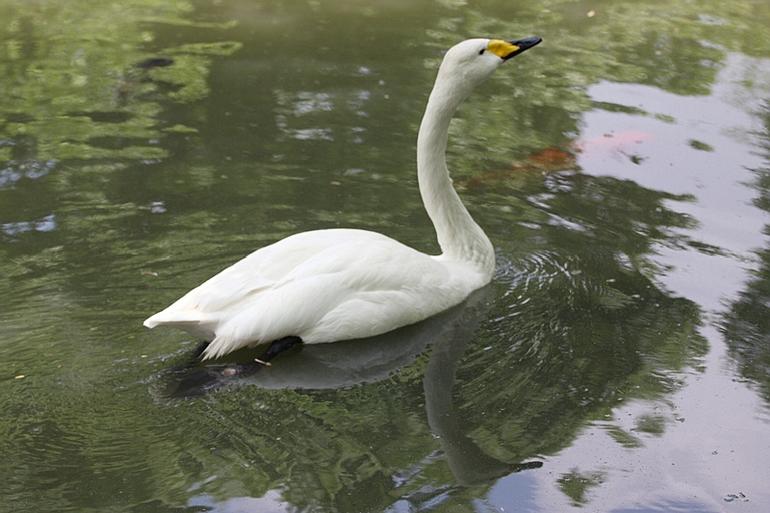 218_Fort_Worth_Zoo