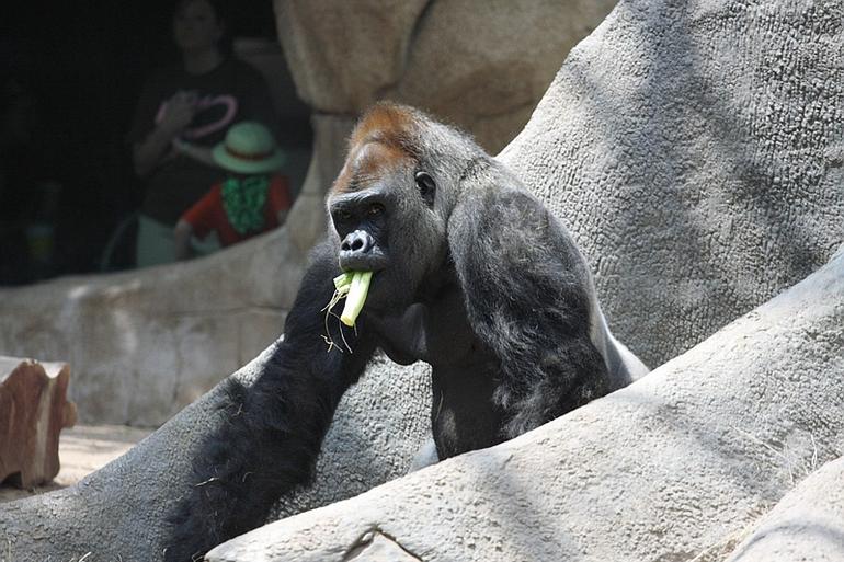 228_Fort_Worth_Zoo