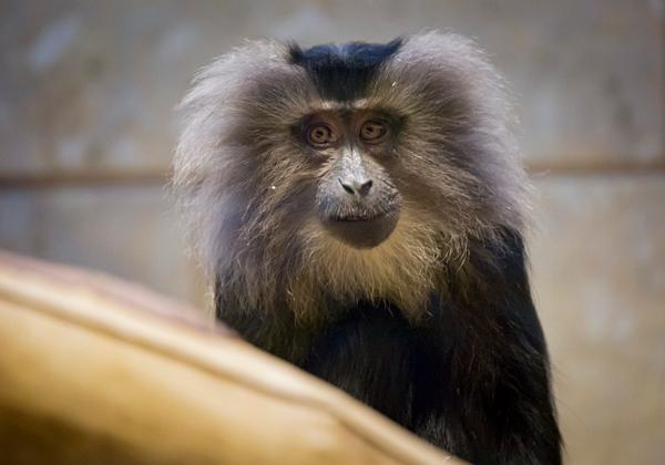 Zoo-Wuppertal_21.01.2017