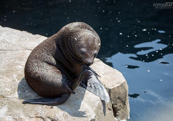 Zoo_am_Meer_12.06.2014