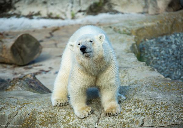 Zoo_am_Meer_27.08.2016