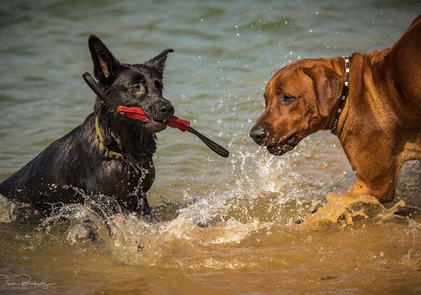 Hundeshooting