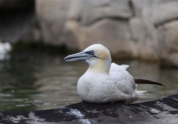 Zoo