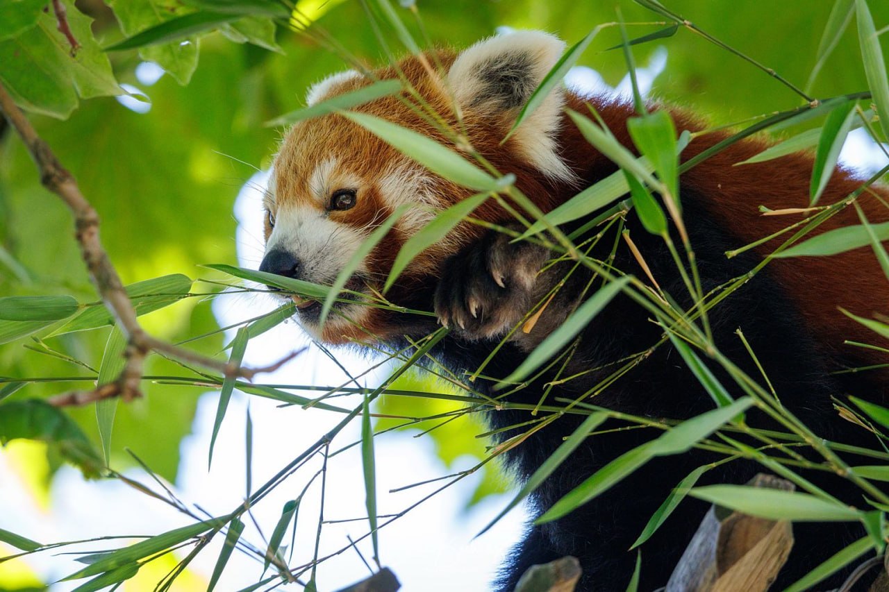 Roter Panda frisst Bambus im Geäst