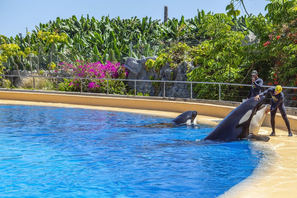 Loro Park Teneriffa Preise