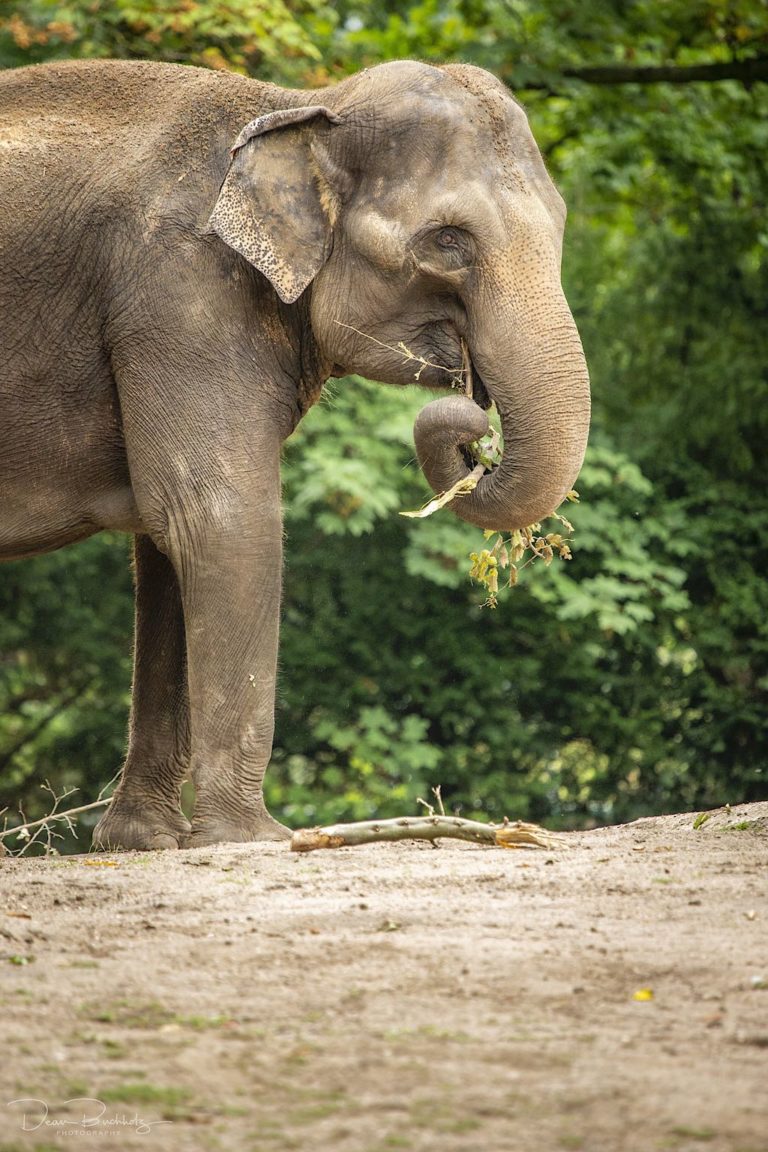 Zoo Hamburg 17.08.2019 DeanB Photography