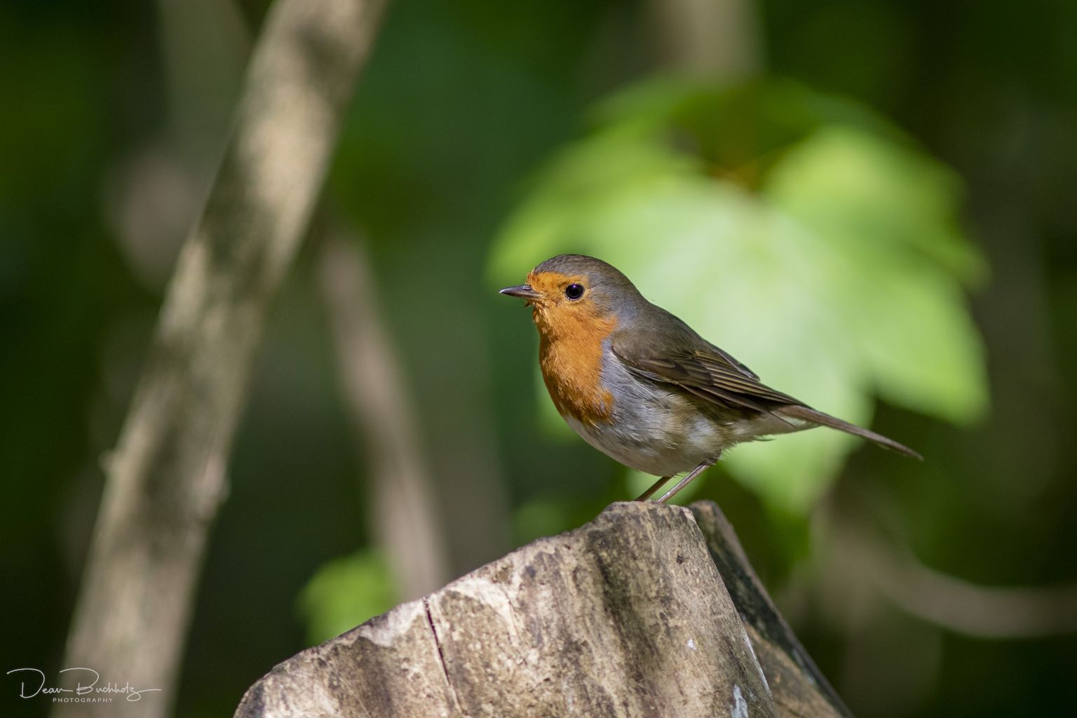 Bilder vom Annateich 2020 2.Teil DeanB Photography