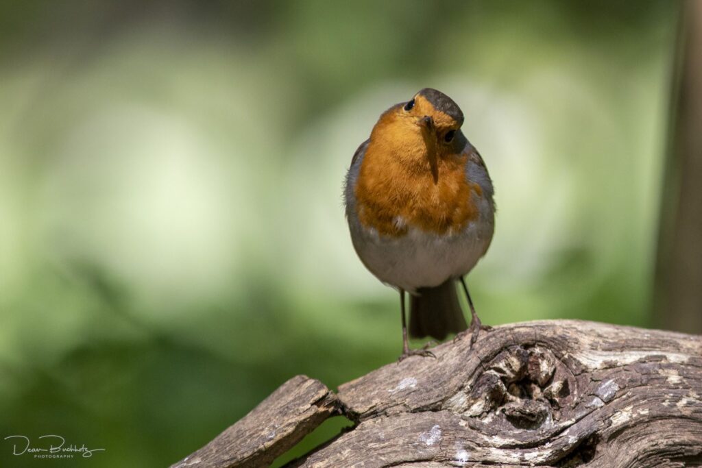 Bilder vom Annateich 2020 2.Teil DeanB Photography