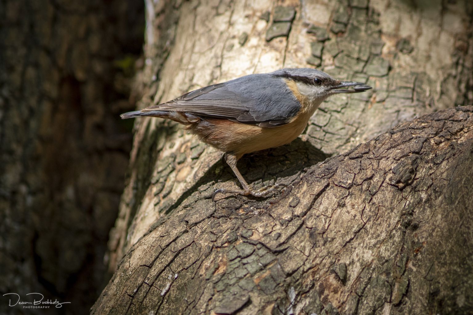 Bilder vom Annateich 2020 2.Teil DeanB Photography