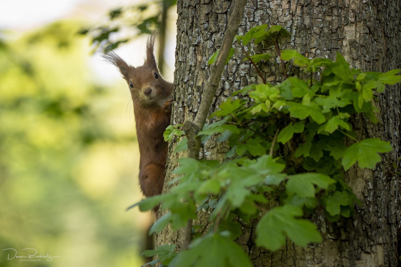 Bilder vom Annateich 2020 2.Teil DeanB Photography