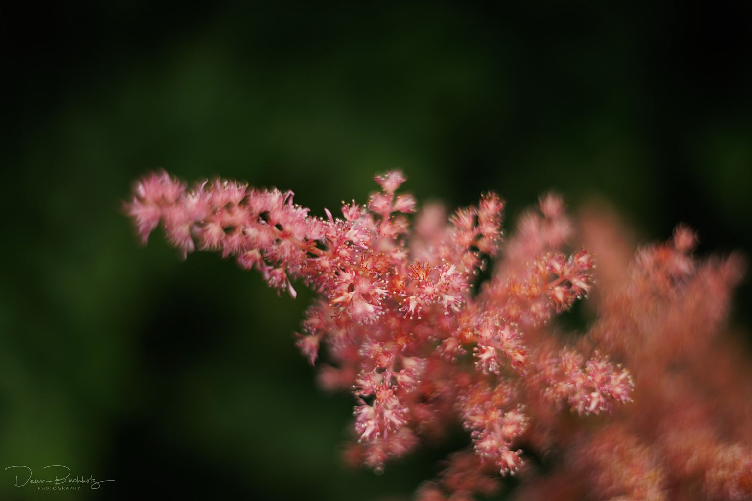 Fotowalk Altglasfotografie im Berggarten Hannover 05.07.2025