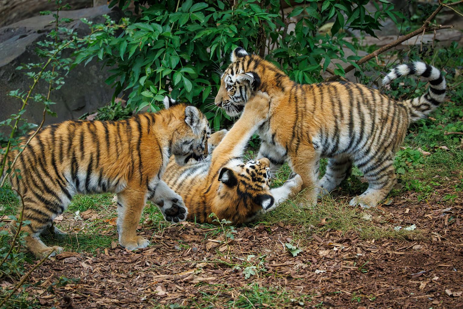 Zoo Magdeburg 01.10.2025