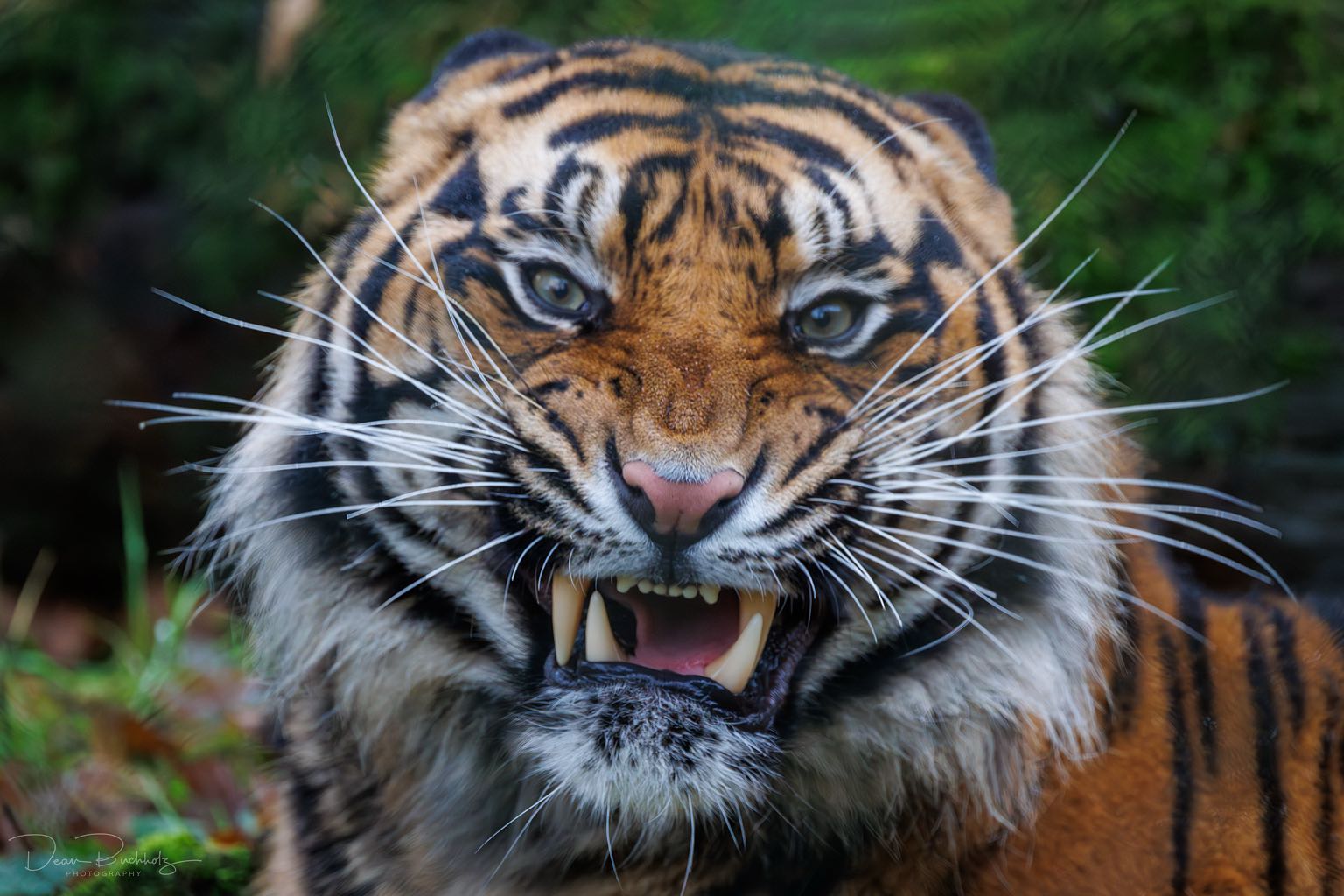 Zoo Rheine 06.12.2025