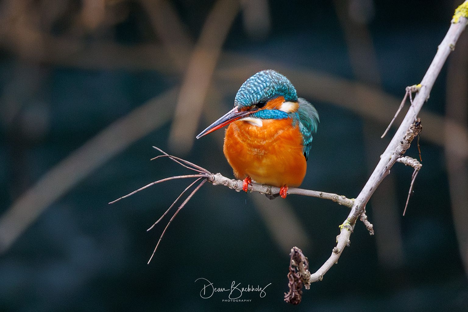 Eisvogel in Paderborn 14.02.2026