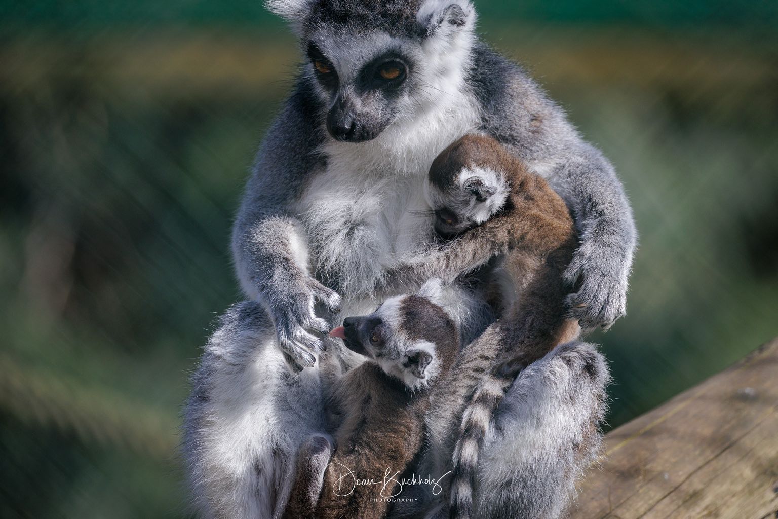 Tierpark Ströhen 06.03.2026