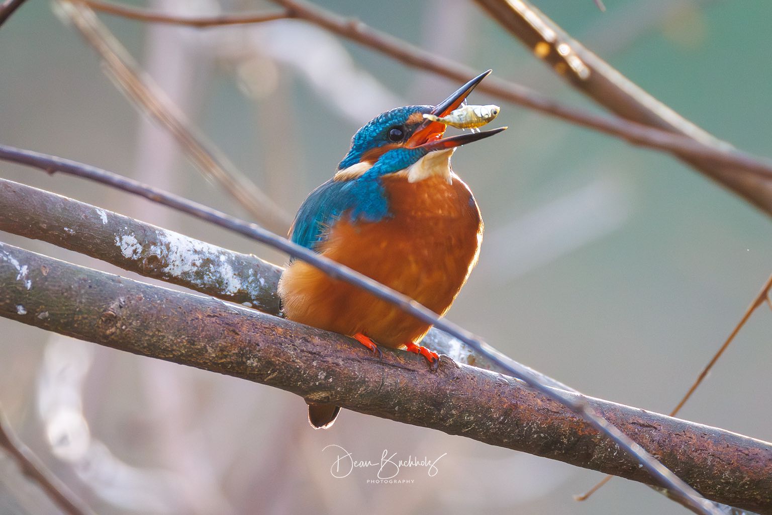 Eisvogel in Paderborn 14.02.2026
