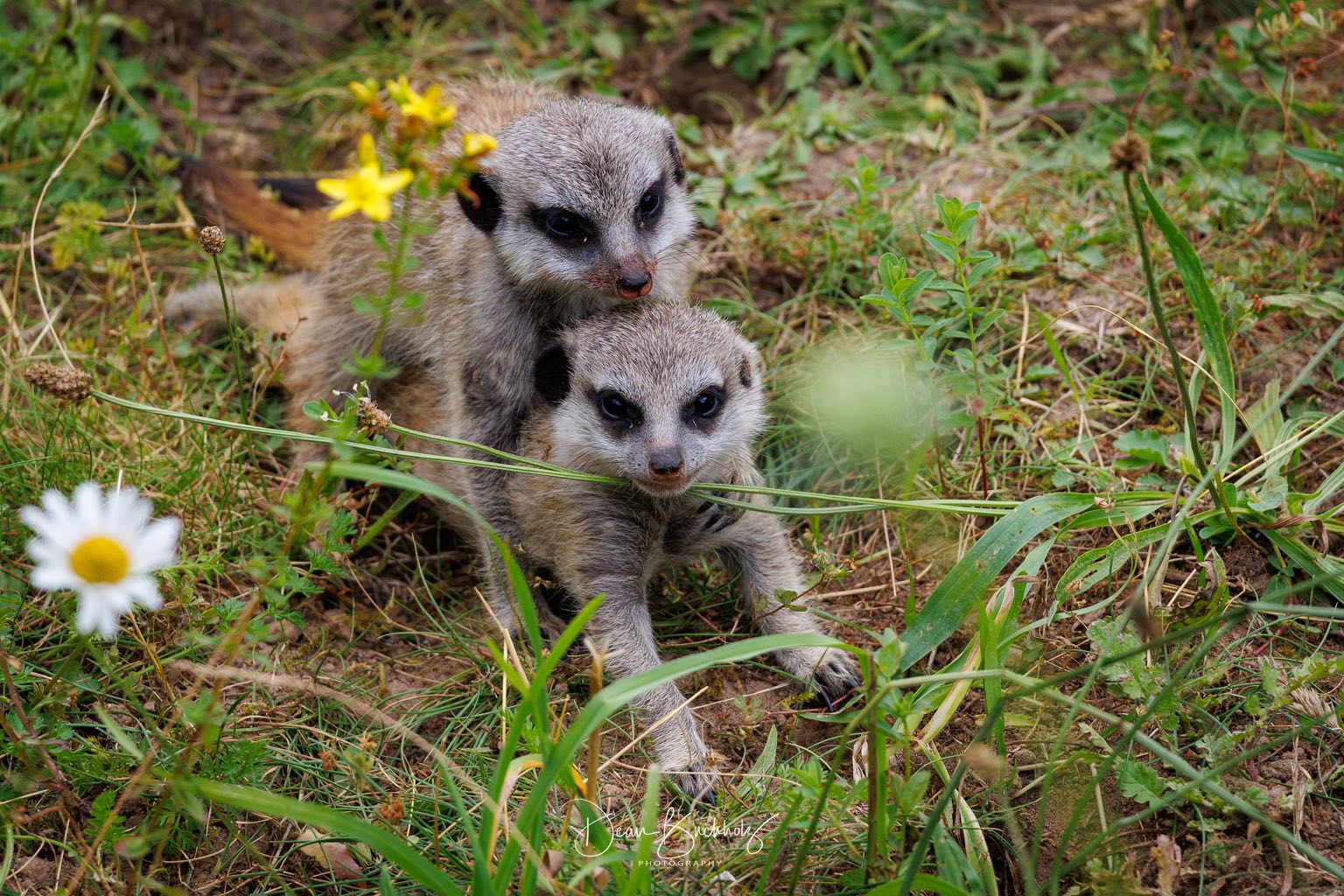 Zoo Emmen (Holland) vom 04.07.2026