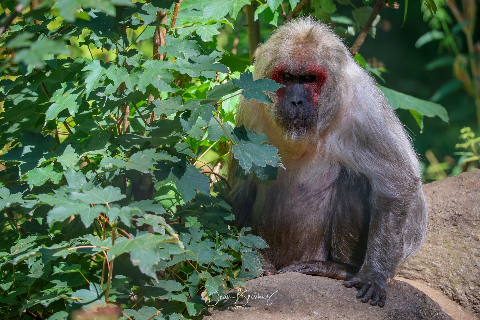 Zoo Chemnitz 11.08.2026