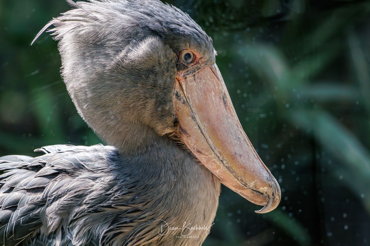 Zoo Prag 15.08.2026