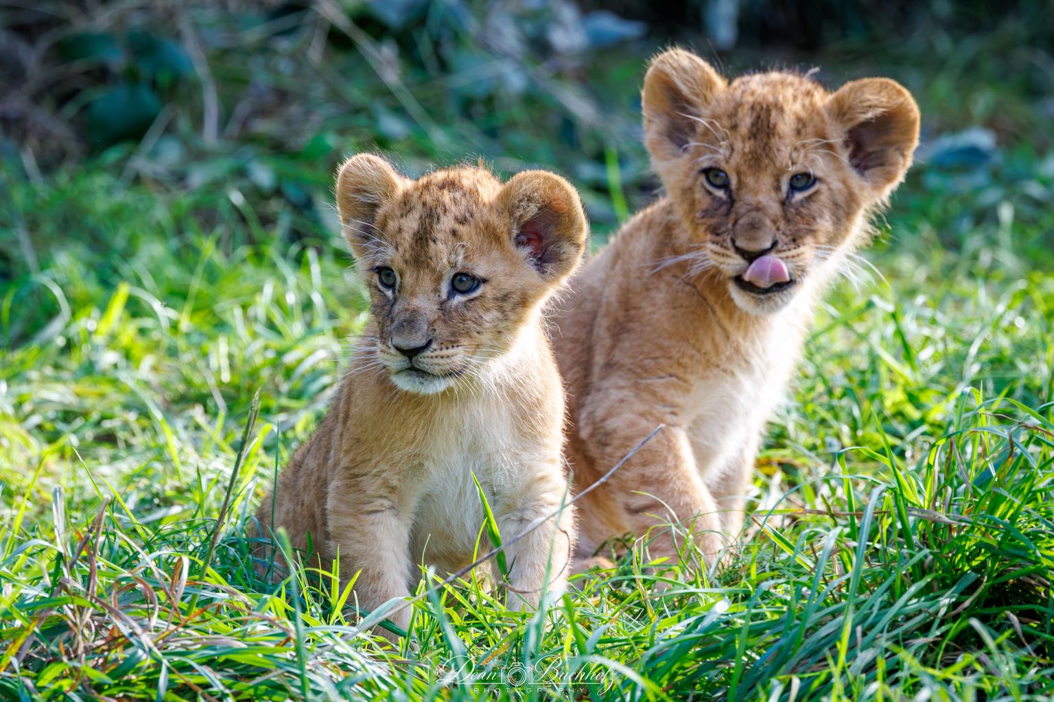 Zoo Dortmund 12.10.2026